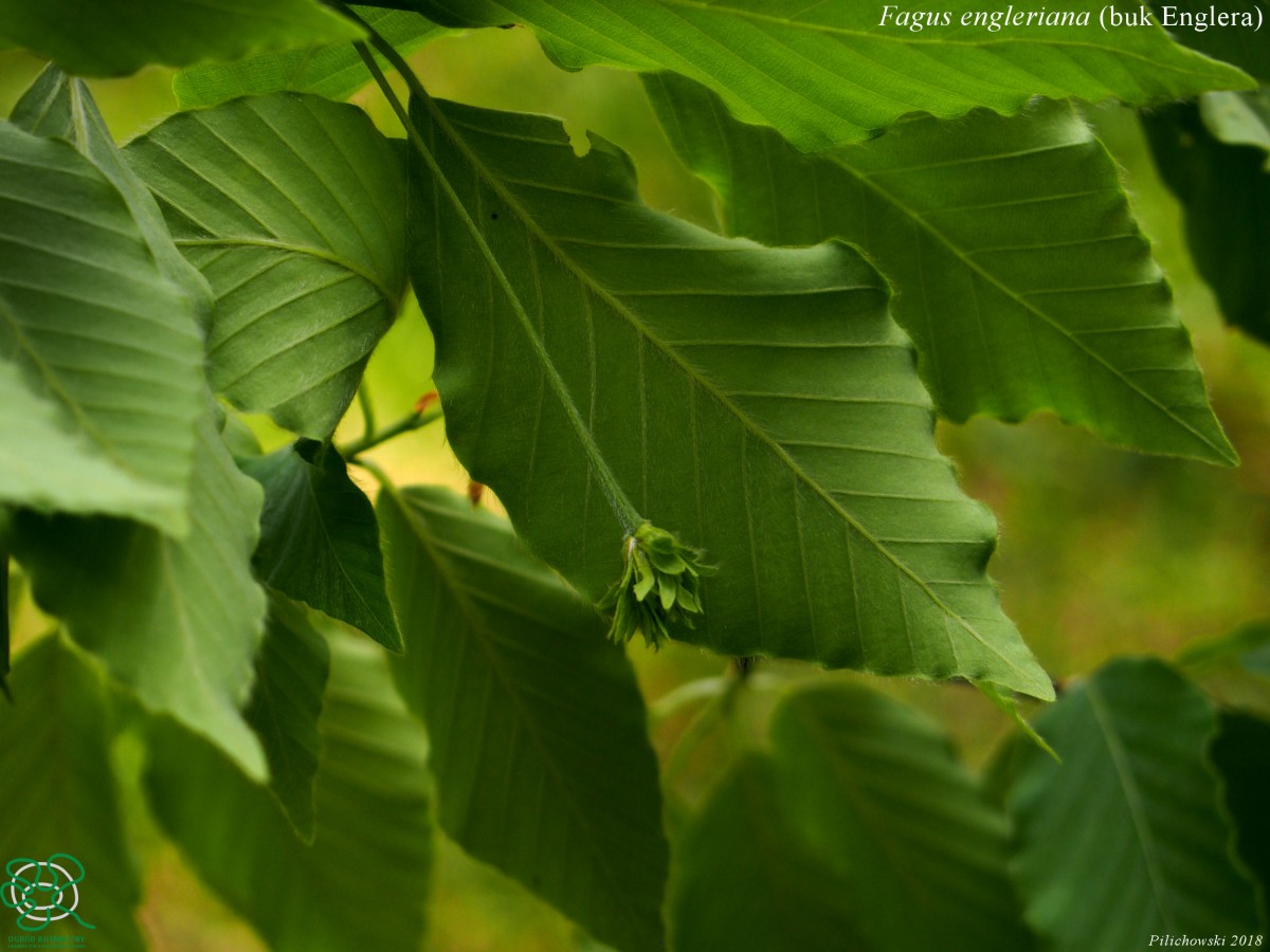 Buk Englera (Fagus engleriana)