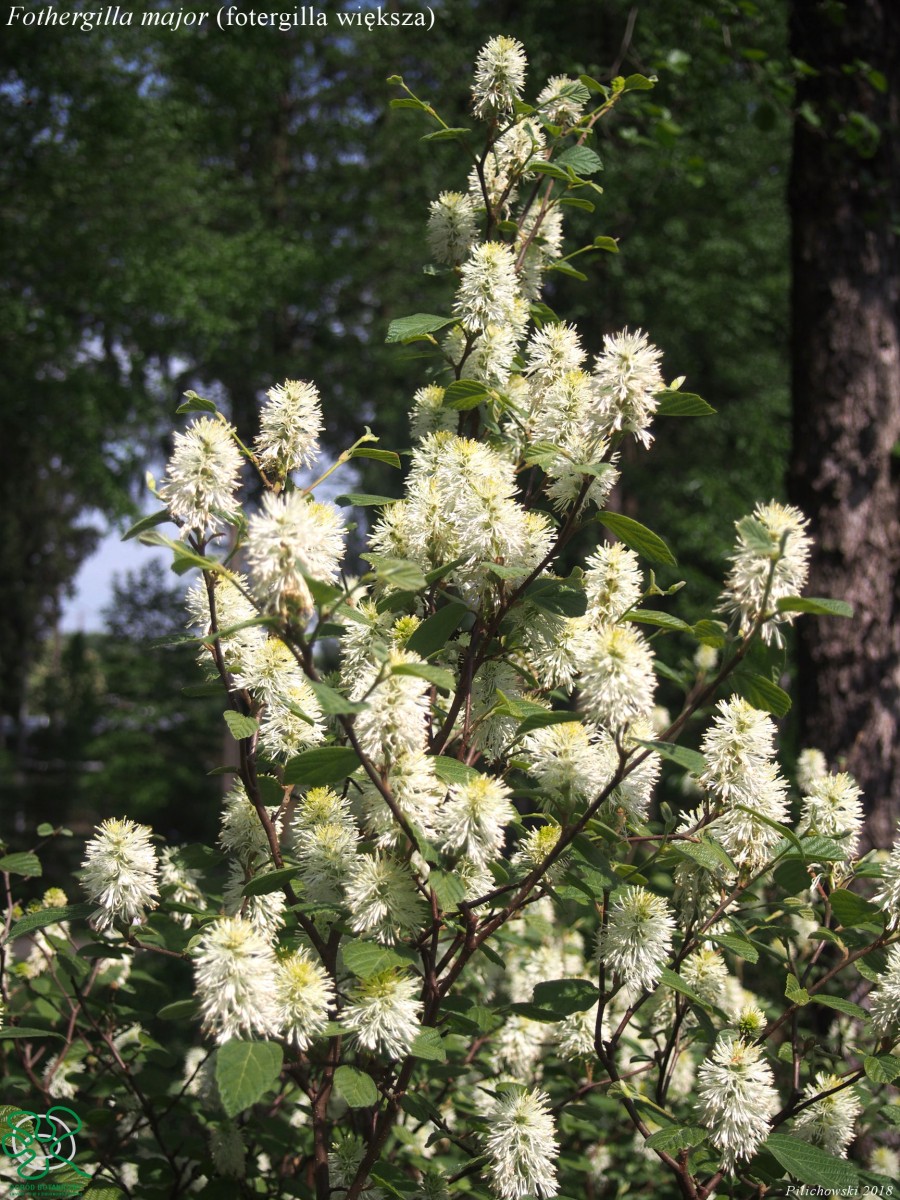 Fothergilla major