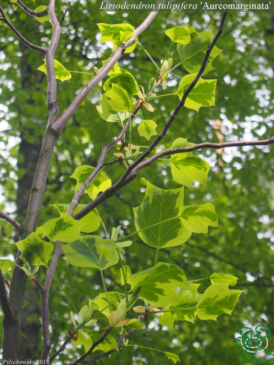 L. tulipifera 'Aureomarginata' 30.04.2018