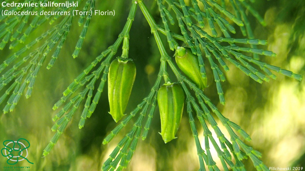 Calocedrus decurrens